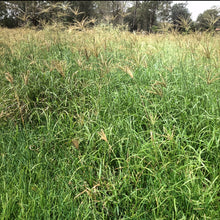 Rhodes Grass Seed