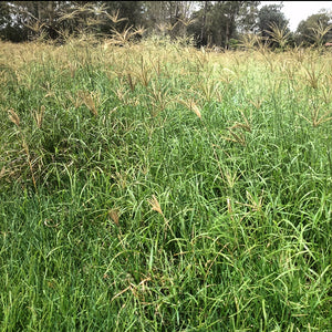 Rhodes Grass Seed