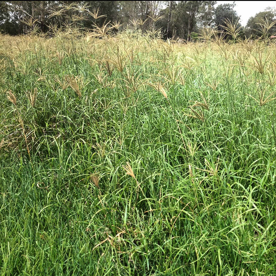 Rhodes Grass Seed