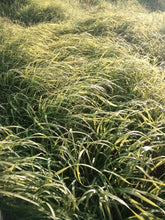 Rhodes Grass and Lucerne Seed Mix
