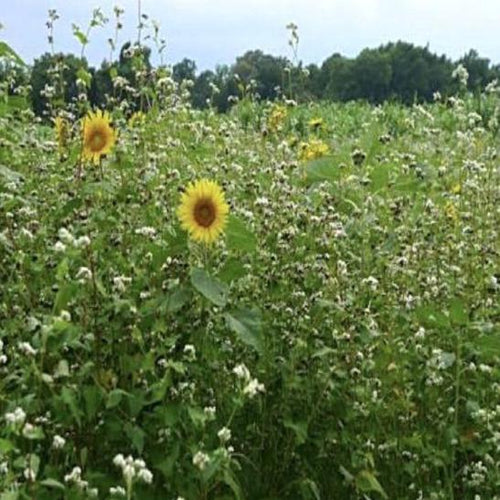 5 Way  Cover Crop Mix - The Sustainable Paddock