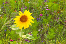 Green Manure - Home Garden