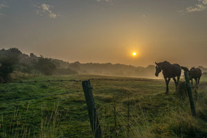 ROUND 2 Summer Series Equine Pasture Seed and grass seed round opening soon