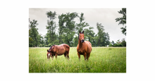 NEW  winter / Cool Season  pasture seed  & Equine pasture mixes