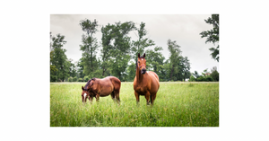 NEW  winter / Cool Season  pasture seed  & Equine pasture mixes