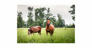 NEW  Cool Season  pasture seed  & Equine pasture mixes