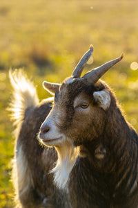 Natural Goat  Mineral Supplement