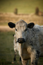 Pasture Blend Boost - winter