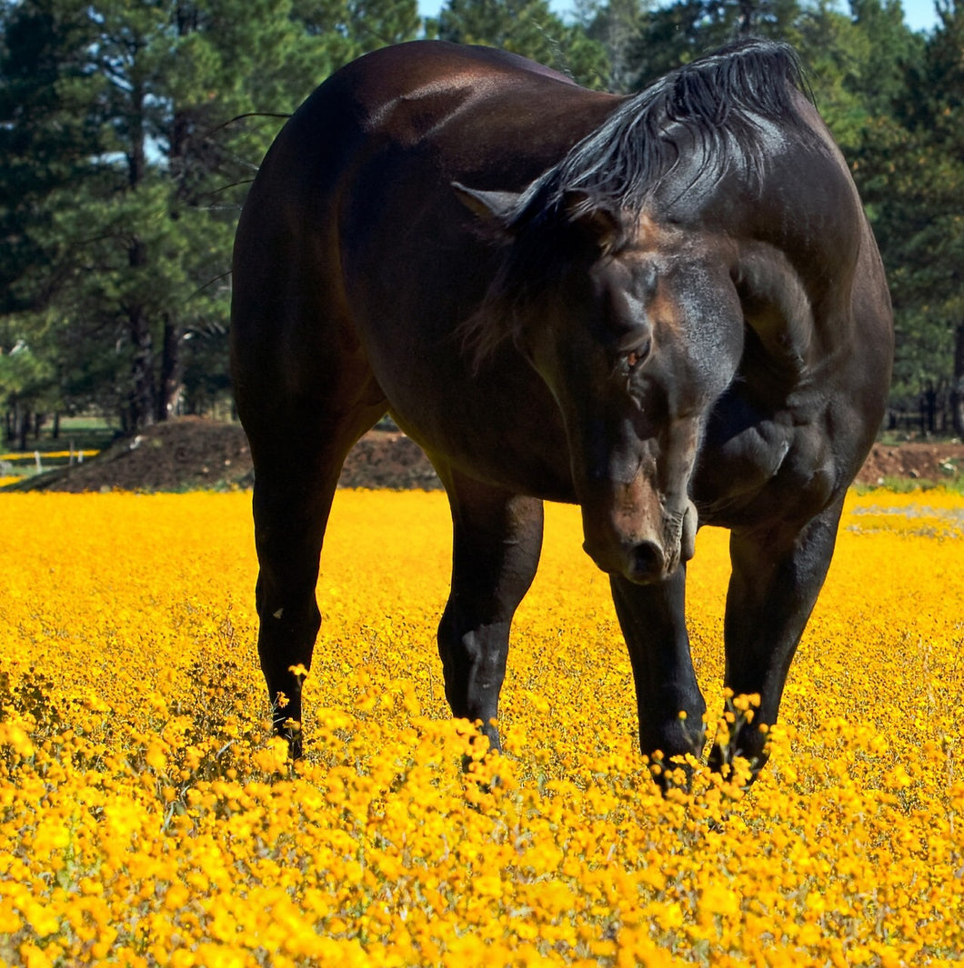 Custom Blends - The Sustainable Paddock