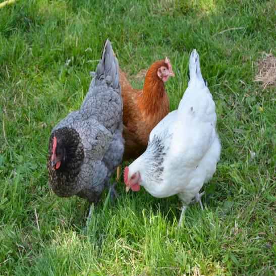 Poultry Mineral Supplements - All Cluck - The Sustainable Paddock