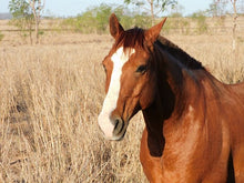 Equine Seed Blend Rhodes Grass and Teff Seed