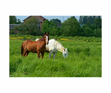 Pasture Blend Boost - winter