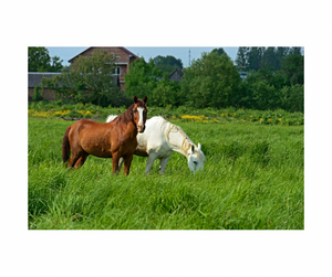 Pasture Blend Boost - winter