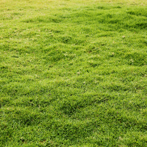 Calcium Booster + Big Head - The Sustainable Paddock