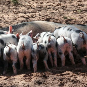 Pig Lactation Blend - The Sustainable Paddock