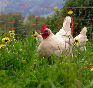 Poultry Farm Pack - The Sustainable Paddock