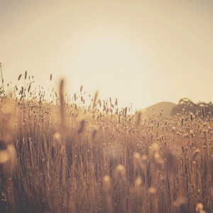 Gold Package - The Sustainable Paddock