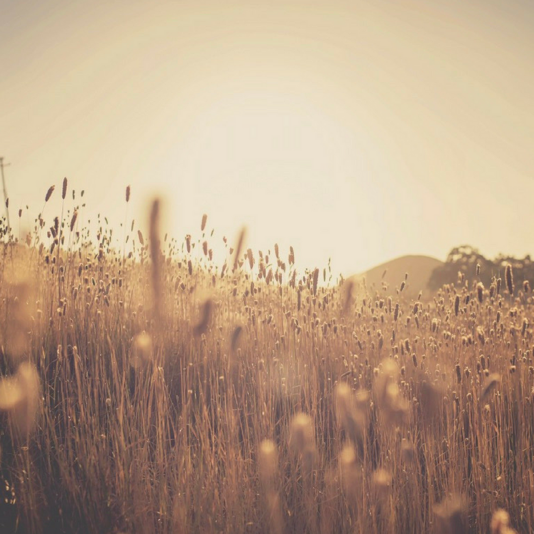 Gold Package - The Sustainable Paddock